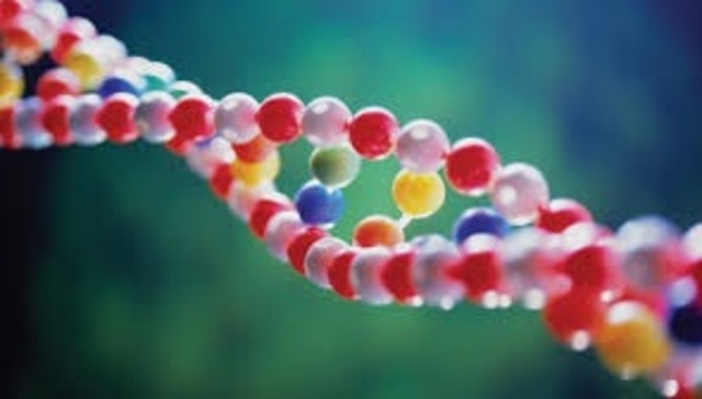 Organismo transgénico