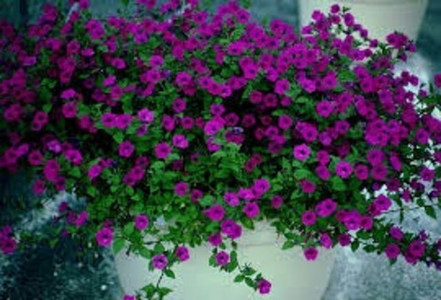 Primera planta completa generada biotecnológicamente