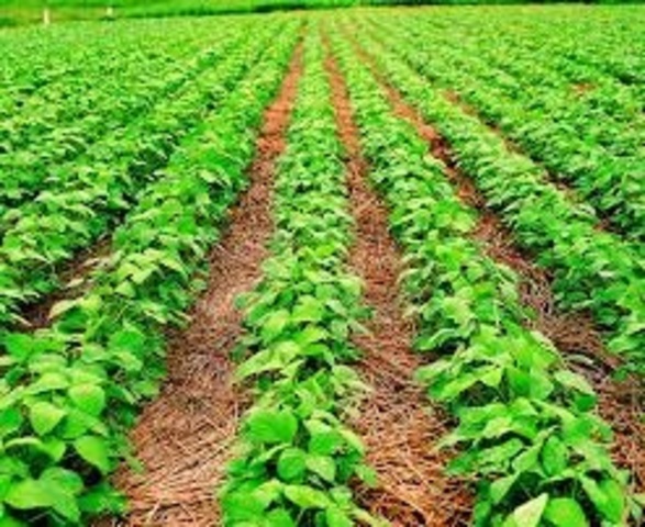 Cultivos modificados