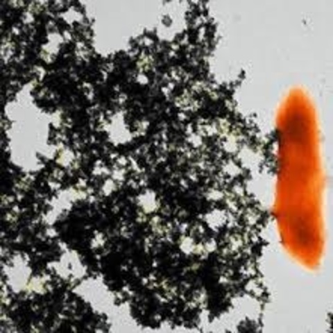 Bacterias eliminadoras de petróleo de mar