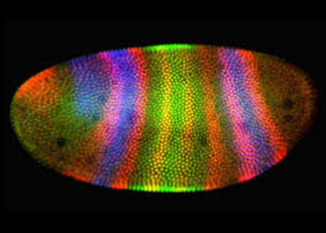 Christiane Nusslein-Volhard, Eric Wieschaus