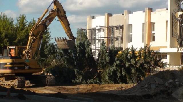 Город лишился местной достопримечательности — знаменитых голубых елей, росших возле РДК