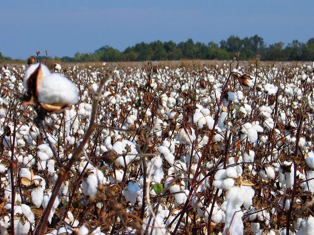 Tons of cotton