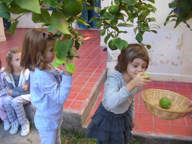 Cosechando limones