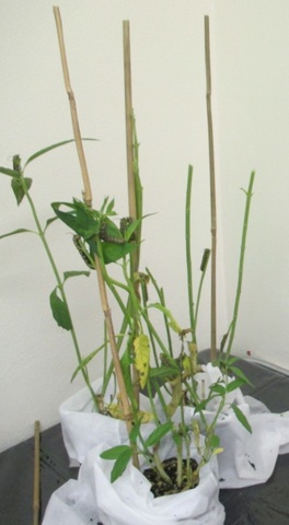 Our monarch caterpillars are eating alot!