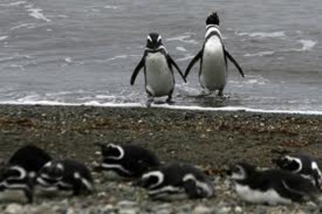Angela queda en Dawson un mes, y al regreso el velero no logra atracar y debe regresar. En 1892 llega Mons. Calgiero. En junio se incendia la iglesia parroquial de P. Arenas y en la isla Dawson la misión también corre peligro de incendio.