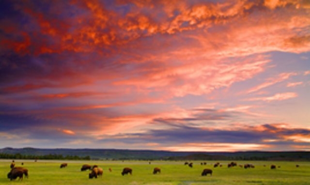 Yellowstone National Park