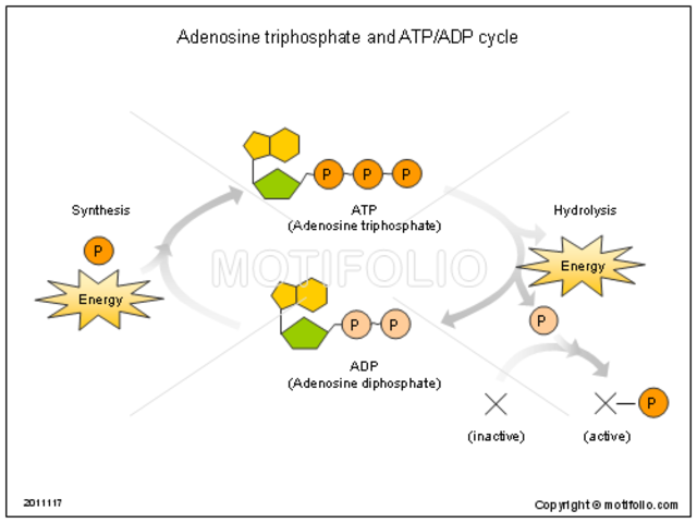 Descubrimeinto del ADP