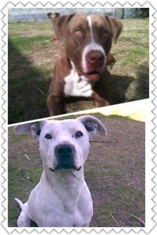 mis pitbulls
