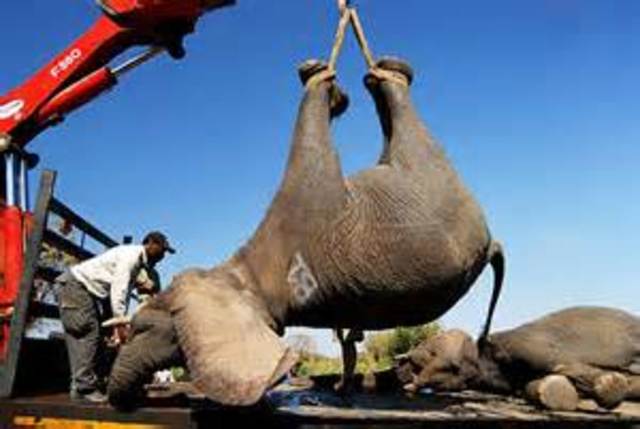 CONVENCIÓN PARA LA PRESERVACIÓN DE LOS ANIMALES SILVESTRES, PÁJAROS Y PECES DEL ÁFRICA