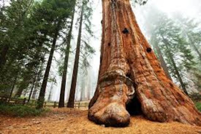 Founding of Sequoia National Park