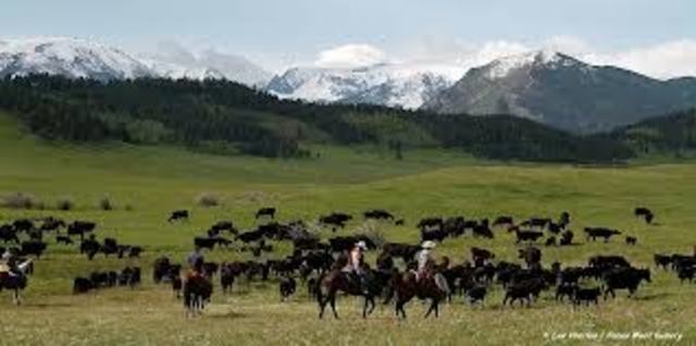 Moving to a Cattle Ranch.
