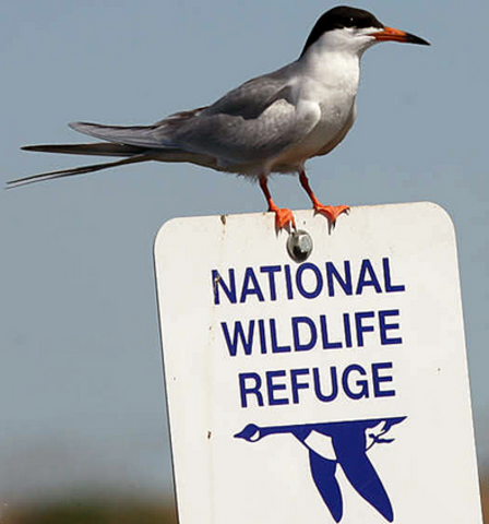First National Wild Life Refuge