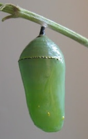 Metamorphosis Continues!!!