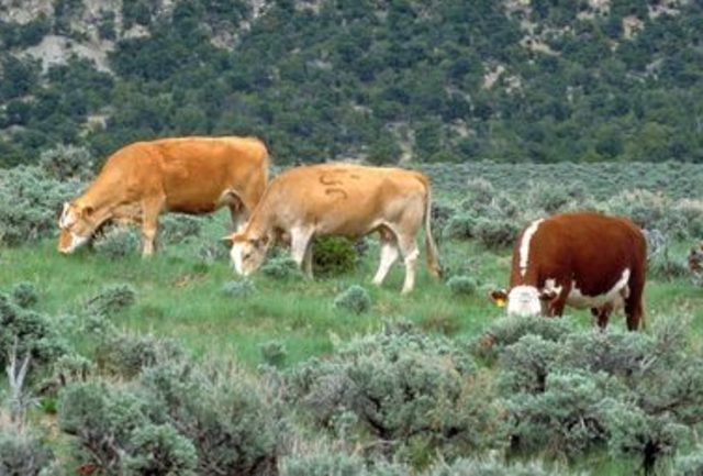 Taylor Grazing Act