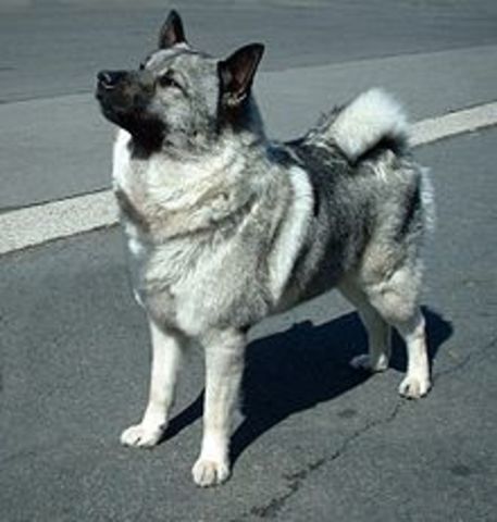 The First Norwegian Elkhound shows in Norway