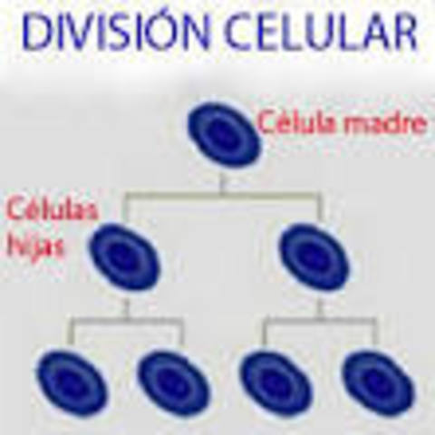 División celular