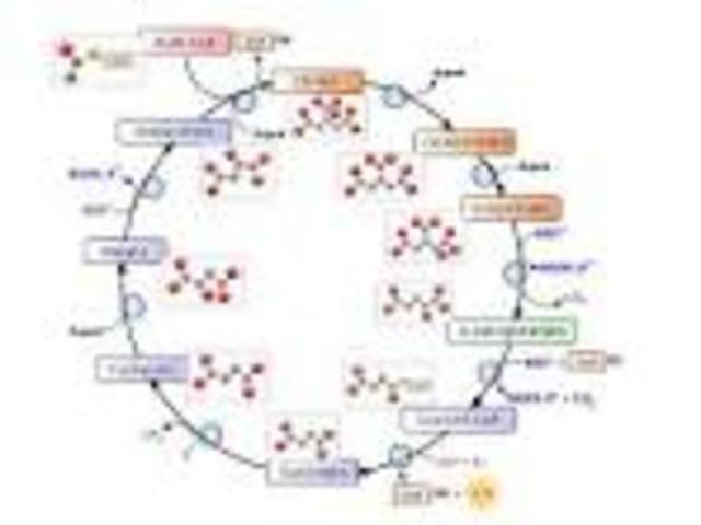 Identifican  El ciclo de Krebs