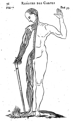 Fisiologìa del cuerpo