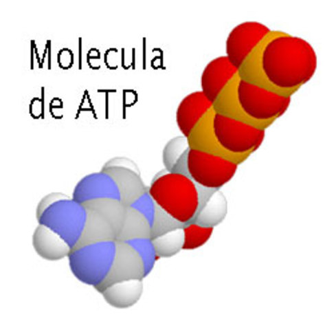 Molecula de ATP