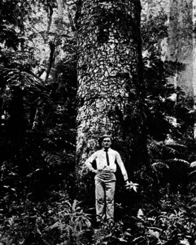 American forestry Association founded