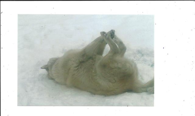 Played with my dog in the yard.