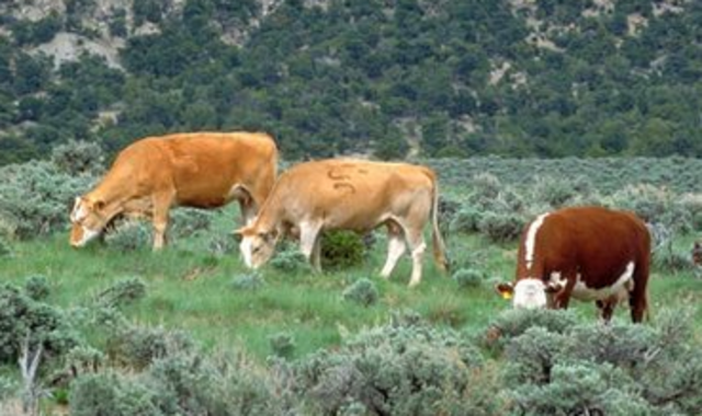 Taylor Grazing Act