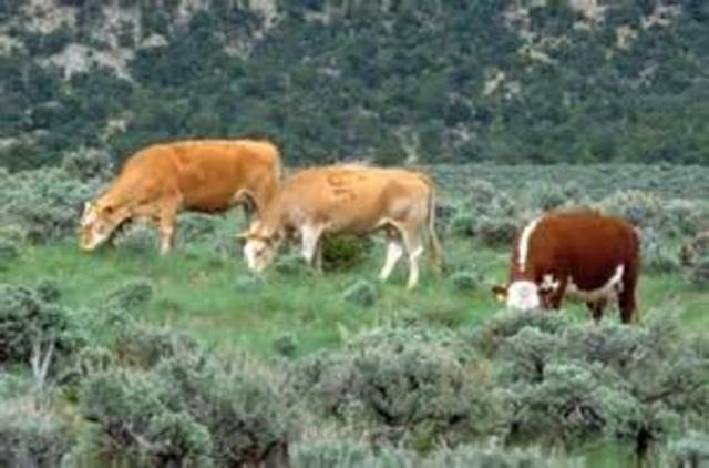 Taylor Grazing Act