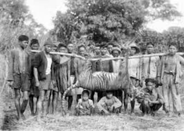 Mauritius Blue Pigeon