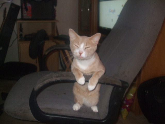 We adopted our kitty Dobbie on Mommys birthday