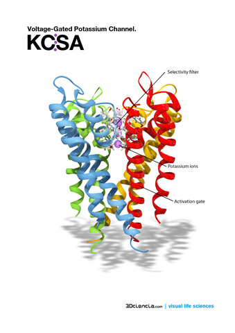 Imagen molecular de un canal de potasio