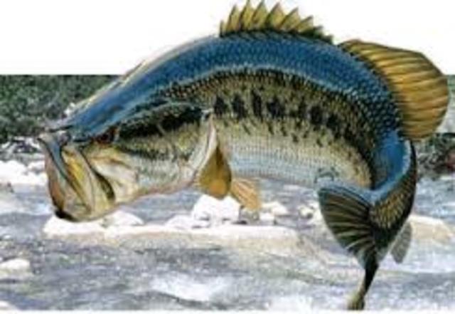 I caught my first BIG fish!