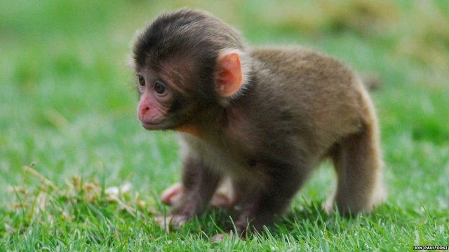 1st Performing Monkey