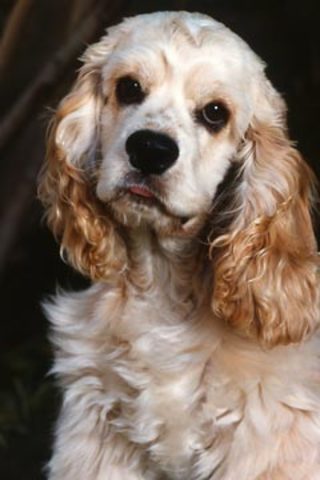 My first dog at this house