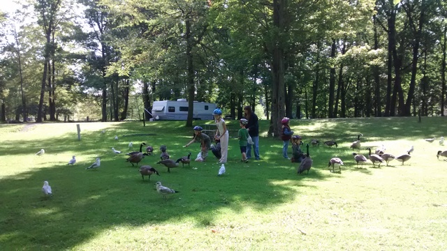 Feed our old bread to the geese and seagulls