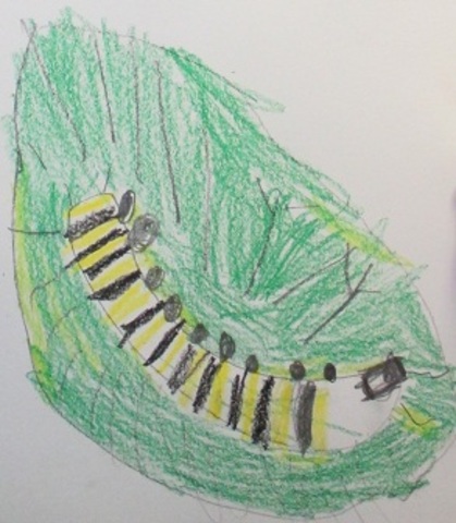 We made observational drawings of monarch caterpillars.