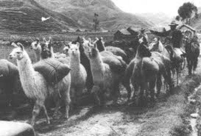 TRANSPORTE EN ANIMALES