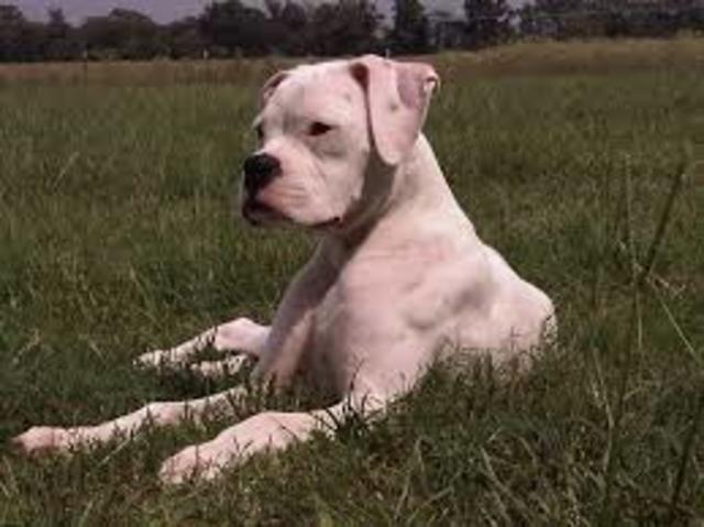 My dog Bandit's B-day