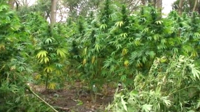 Used magic and medical plants to treat disease.