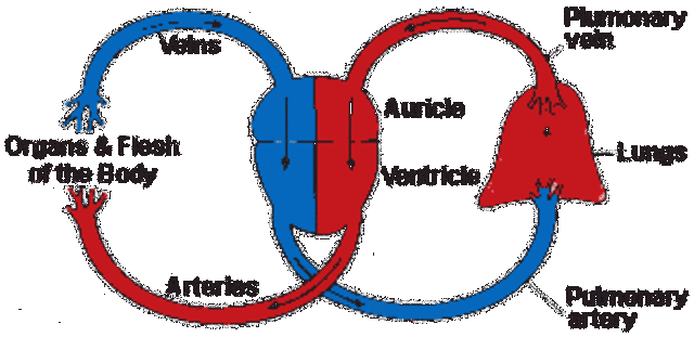 Circulation of Blood