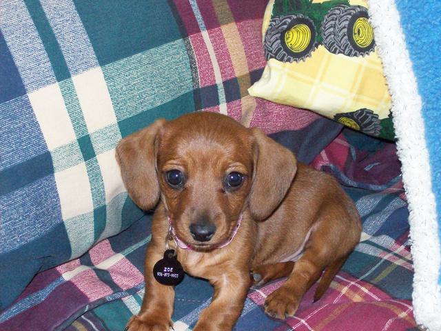 I got my dachshund puppies