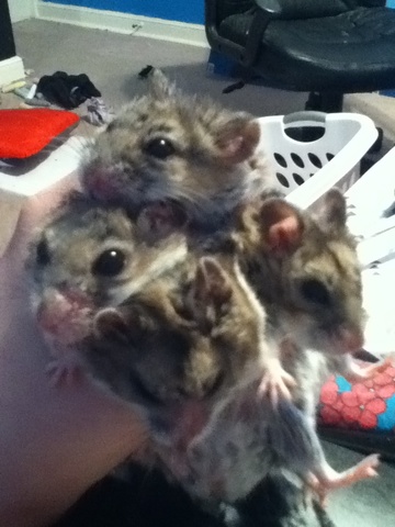 The day i adopted my hamsters