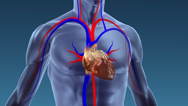 transplantation (greffe)