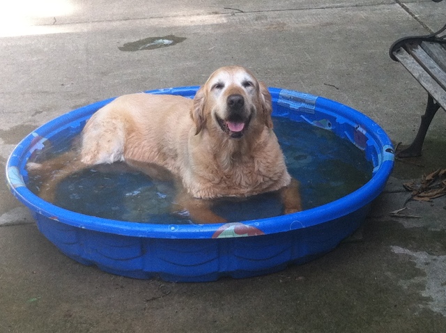 Magnum P.I. is euthanized