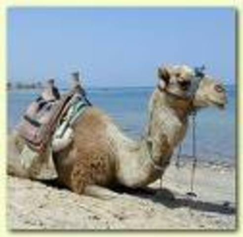 Camels come To Texas