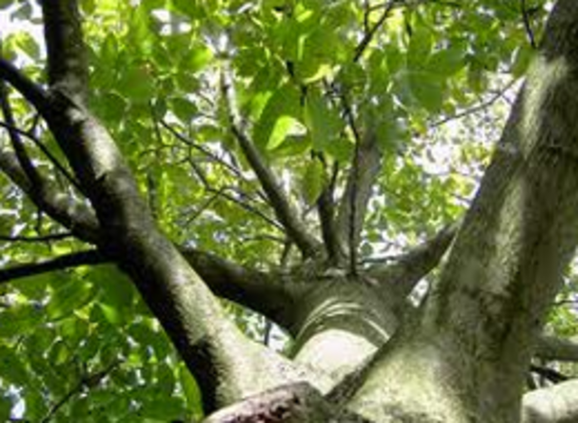 I fell out of a high tree