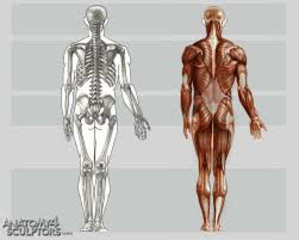 The Study of Anatomy Reniassance