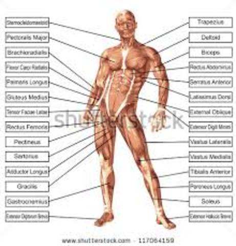 Human Anatomical studies allowed