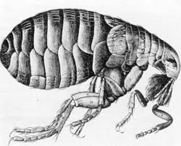 Discovery of plague fleas