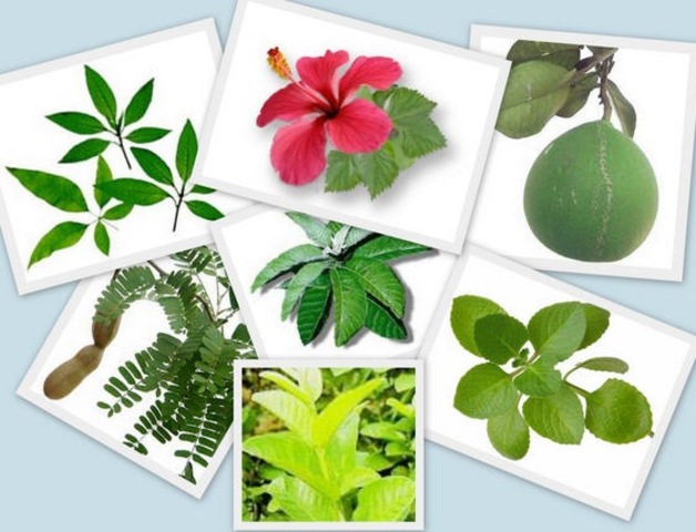 Dioscorides discovers importanc of plants in medicine